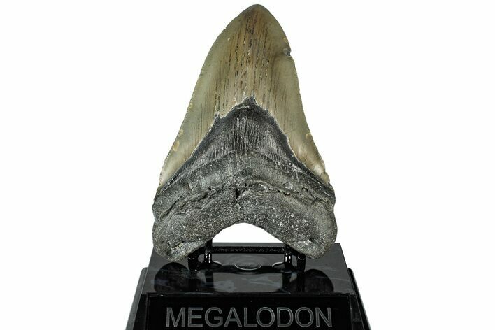 Serrated, Fossil Megalodon Tooth - North Carolina #311088
